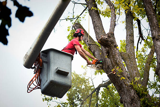 Best Tree Health Inspection  in Lower Grand Lagoon, FL